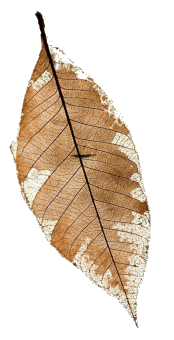 leaf1/photos